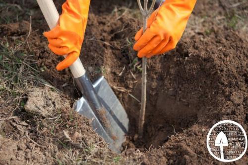 Лучшие плодовые деревья для сада. Плодовые деревья в саду – делаем правильный и грамотный выбор
