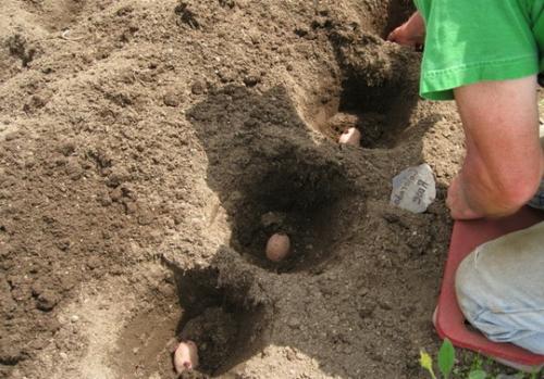 Куриный помет, как удобрение для картошки. Удобрение и подкормка картофеля куриным пометом