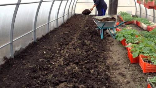 Когда вносить навоз в теплицу. Какой навоз лучше для теплицы — выбираем органику под весенние овощи