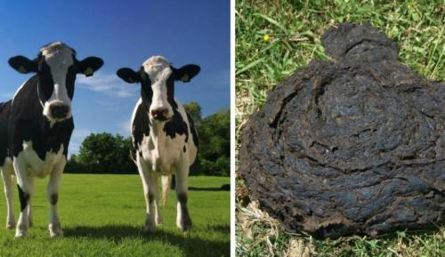 Когда вносить навоз в теплицу. Какой навоз лучше для теплицы — выбираем органику под весенние овощи