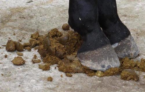 Когда вносить навоз в теплицу. Какой навоз лучше для теплицы — выбираем органику под весенние овощи