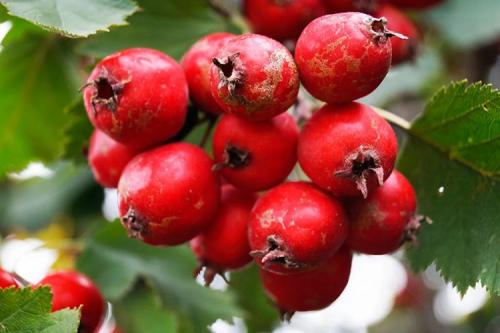 Посадка и выращивание боярышника на дачном участке. Как правильно сажать боярышник
