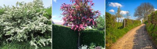 Как быстро растет боярышник. Описание растения