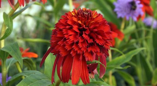 Осенняя ромашка высокая. Канадская ромашка - самая крупная ромашка 11