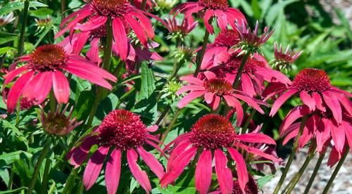 Осенняя ромашка высокая. Канадская ромашка - самая крупная ромашка 10