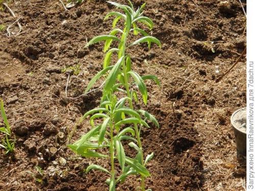 Осенняя ромашка высокая. Канадская ромашка - самая крупная ромашка