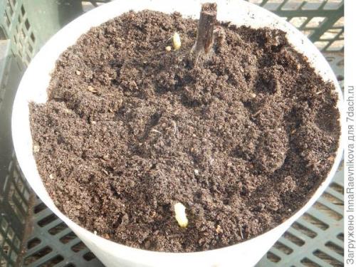 Осенняя ромашка высокая. Канадская ромашка - самая крупная ромашка