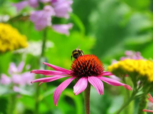Новые сорта эхинацеи. Описание растения