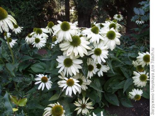 Эхинацея сорта. Роскошная и полезная красавица - эхинацея