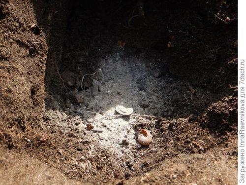 Осенняя ромашка высокая. Канадская ромашка - самая крупная ромашка