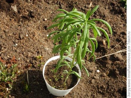 Осенняя ромашка высокая. Канадская ромашка - самая крупная ромашка