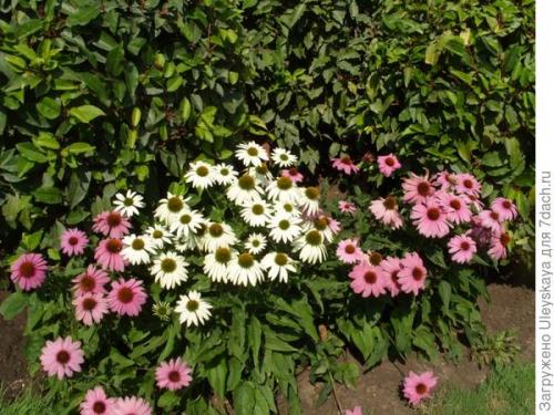 Эхинацея сорта. Роскошная и полезная красавица - эхинацея