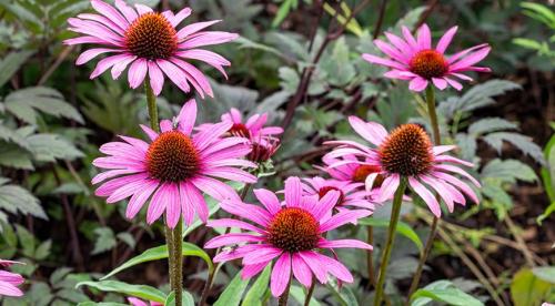 Осенняя ромашка высокая. Канадская ромашка - самая крупная ромашка 08