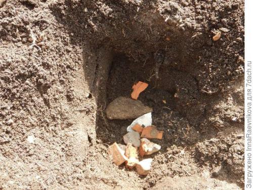 Осенняя ромашка высокая. Канадская ромашка - самая крупная ромашка