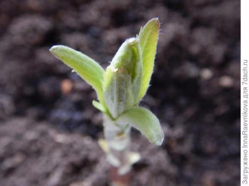 Осенняя ромашка высокая. Канадская ромашка - самая крупная ромашка