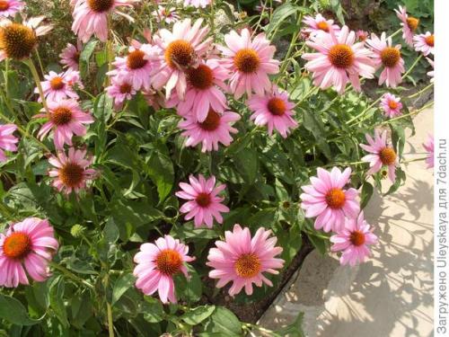 Эхинацея сорта. Роскошная и полезная красавица - эхинацея