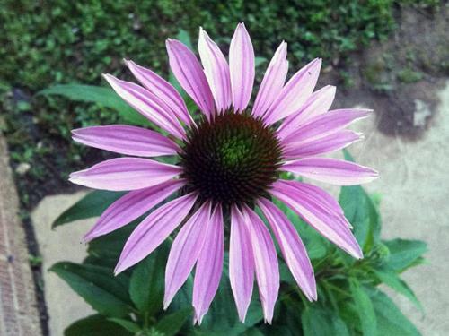 Эхинацея оранжевая. Размножение эхинацеи