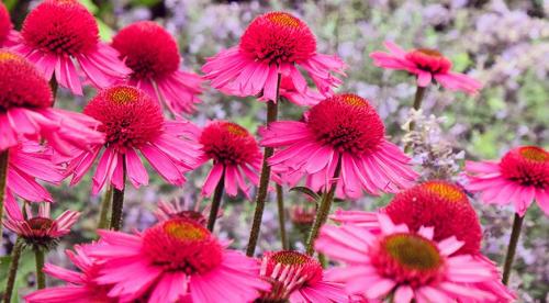 Осенняя ромашка высокая. Канадская ромашка - самая крупная ромашка 12