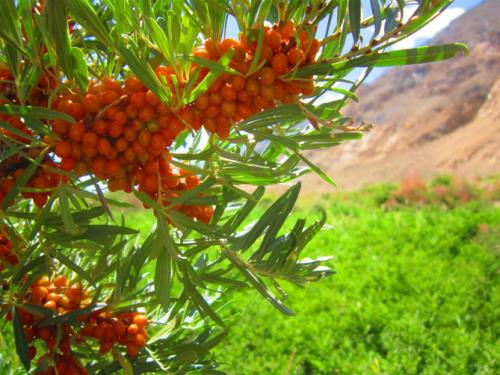 Что входит в состав облепихи. Описание растения