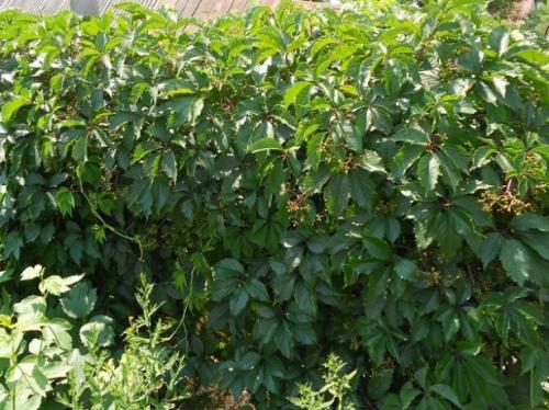 Как рассадить девичий виноград. Как сажать девичий виноград 01 Как рассадить девичий виноград. Как сажать девичий виноград 01