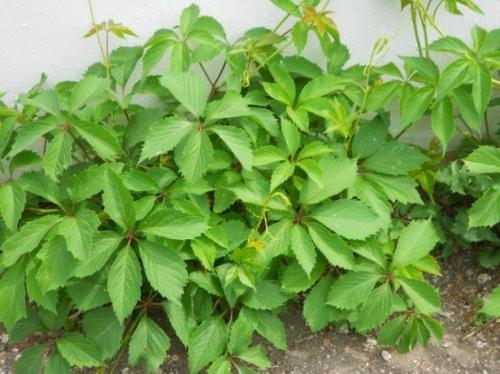 Как рассадить девичий виноград. Как сажать девичий виноград 02 Как рассадить девичий виноград. Как сажать девичий виноград 02