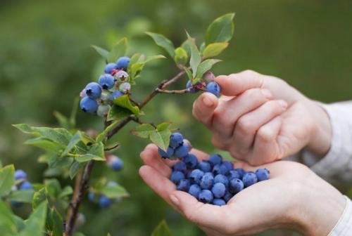 Через сколько лет плодоносит голубика садовая. На какой год плодоносит голубика после посадки