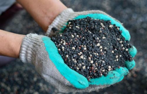 Через сколько лет плодоносит голубика садовая. На какой год плодоносит голубика после посадки