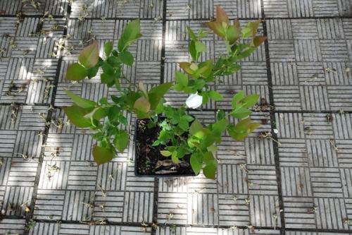 Голубика первый урожай. Почему голубика не цветет и не плодоносит