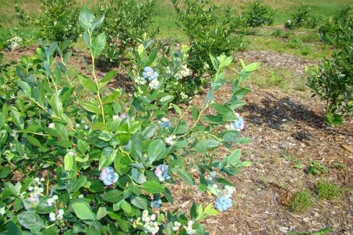 Голубика первый урожай. Почему голубика не цветет и не плодоносит