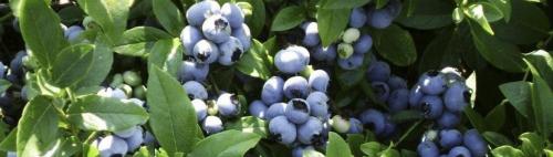 Через сколько лет плодоносит голубика садовая. На какой год плодоносит голубика после посадки