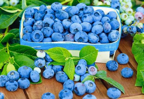 Через сколько лет плодоносит голубика садовая. На какой год плодоносит голубика после посадки