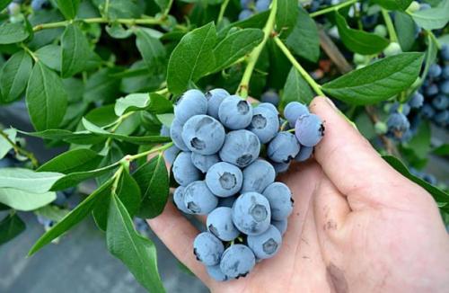 На какой год плодоносит голубика Патриот. Описание голубики Патриот