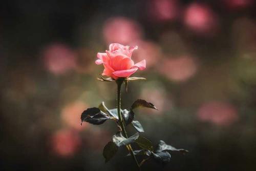 Миф о легендарном цветке: правда или вымысел 01 Миф о легендарном цветке: правда или вымысел 01