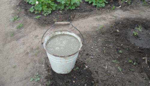 Самое ценное органическое удобрение. Помет: эффективность и особенности применения органического удобрения