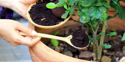 Органические удобрения и их достоинства. Органические удобрения 02