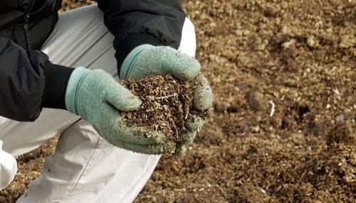 Самое ценное органическое удобрение. Помет: эффективность и особенности применения органического удобрения