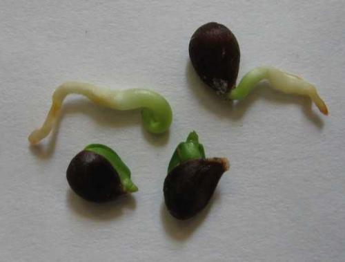 Семена плодовых деревьев. ВЫРАЩИВАНИЕ ИЗ СЕМЯН — АЗЫ