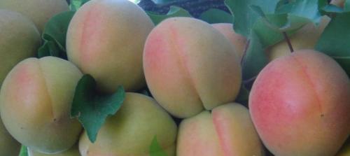 Все сорта абрикоса. Топ 50 крупноплодных сортов абрикосов (52 фото): описания самых крупных видов, краткие характеристиками