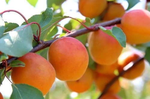 Лучшие сорта абрикоса для юга россии. Топ 25 самых ранних сортов абрикоса (26 фото): описания, характеристики, особенности выращивания