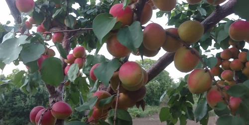 Все сорта абрикоса. Топ 50 крупноплодных сортов абрикосов (52 фото): описания самых крупных видов, краткие характеристиками