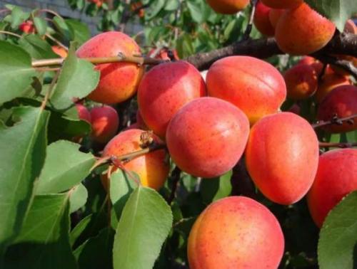 Родина абрикоса. Что такое абрикос?