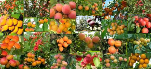 Все сорта абрикоса. Топ 50 крупноплодных сортов абрикосов (52 фото): описания самых крупных видов, краткие характеристиками