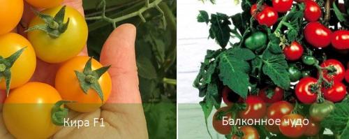 Как вырастить помидоры черри дома. Помидоры черри в домашних условиях