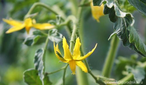 Вырастить помидоры дома. Помидоры на подоконнике от А до Я 15