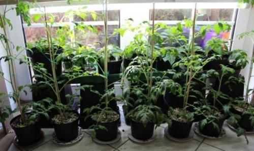 Как вырастить помидоры дома зимой. Как вырастить помидоры в квартире зимой — свежие овощи круглый год