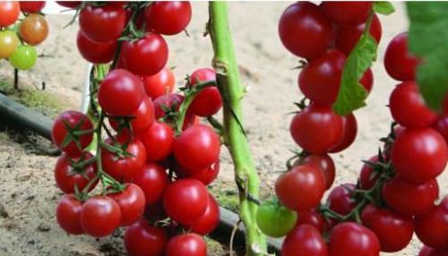 Как вырастить помидоры черри дома. Помидоры черри в домашних условиях