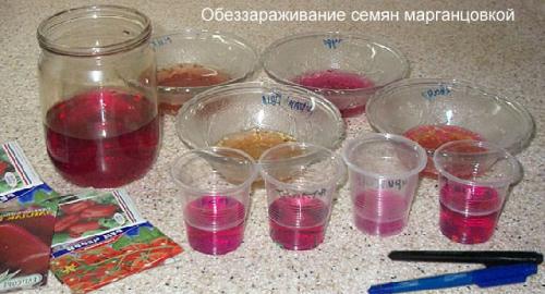 Как вырастить помидоры пошаговая инструкция. Условия выращивания