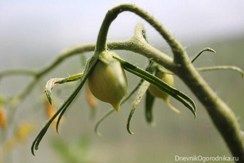 Вырастить помидоры дома. Помидоры на подоконнике от А до Я 16