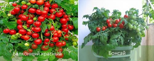 Вырастить помидоры дома. Помидоры на подоконнике от А до Я