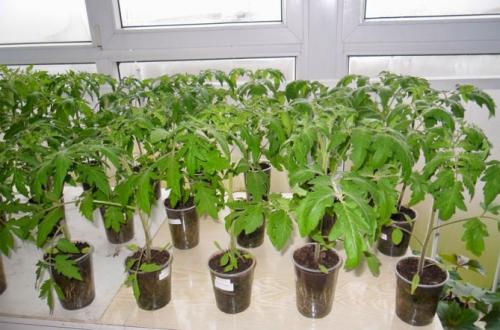 Как вырастить помидоры пошаговая инструкция. Условия выращивания